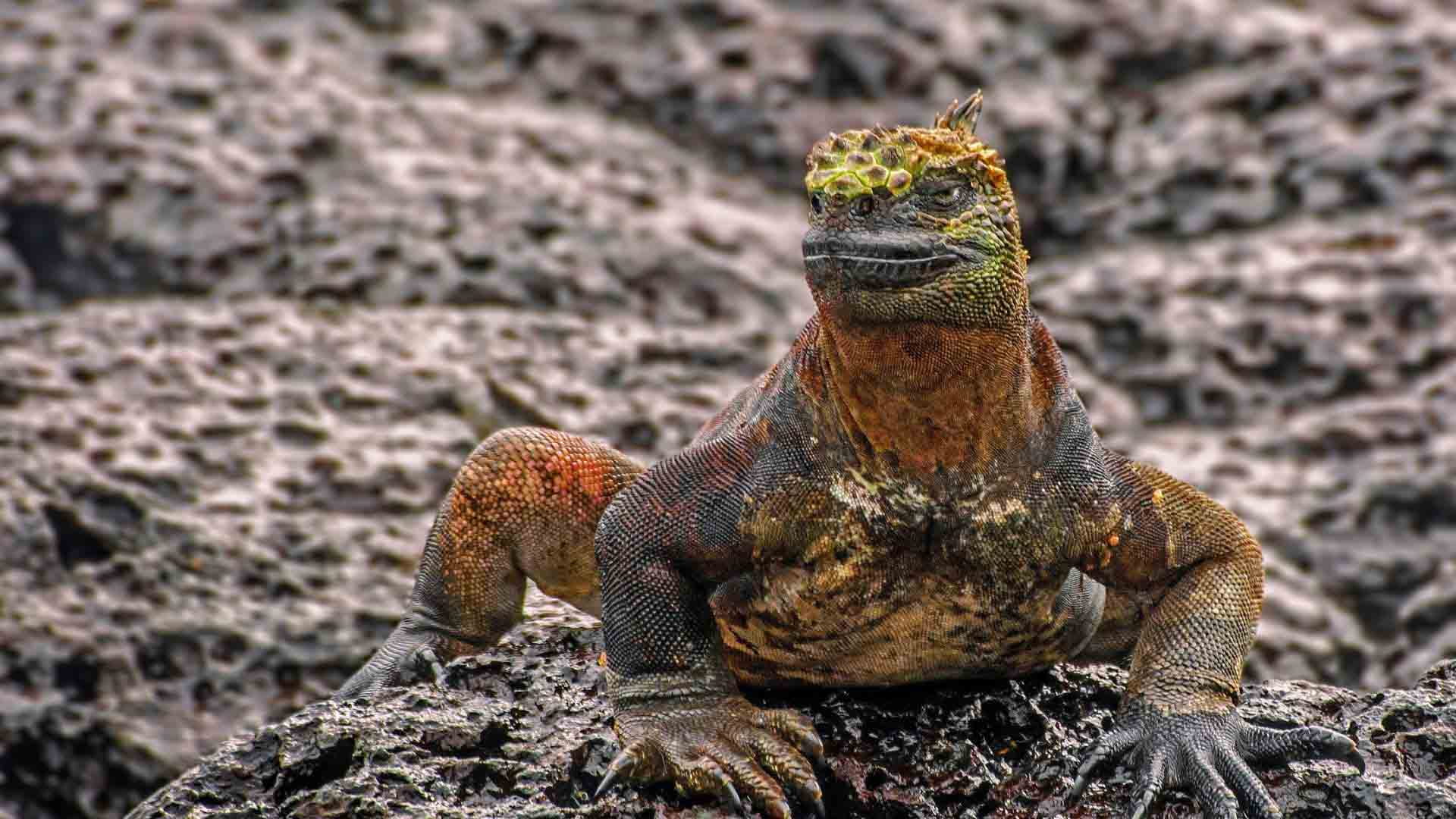 Punta Albermarle | Marine iguana | Galapagos Islands